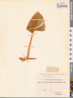 MAG 0012806