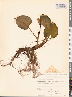 MAG 0012807