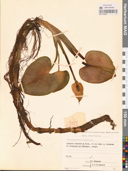 MAG 0012808
