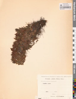 MAG 0013435
