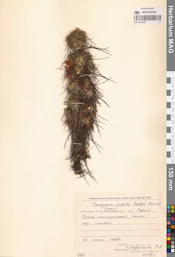 MAG 0013438