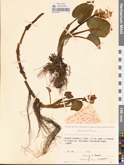 MAG 0012810