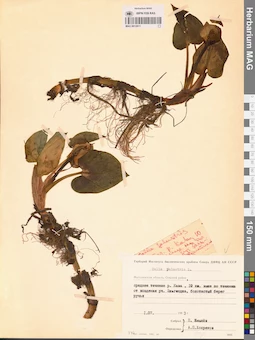 MAG 0012811