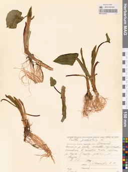 MAG 0012812