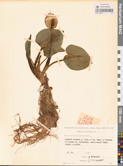 MAG 0012813