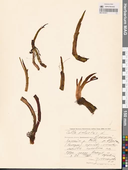MAG 0012815