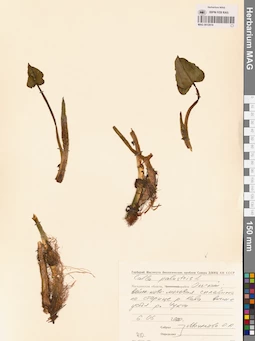 MAG 0012819