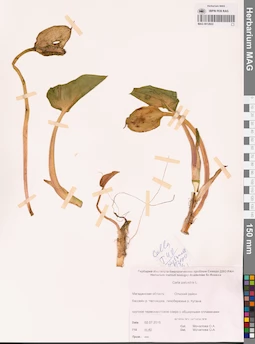 MAG 0012822