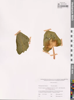 MAG 0012824