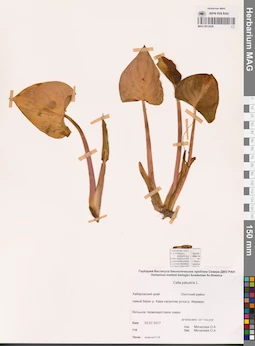 MAG 0012826