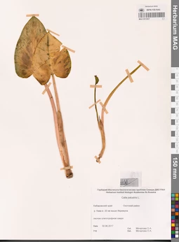 MAG 0012827