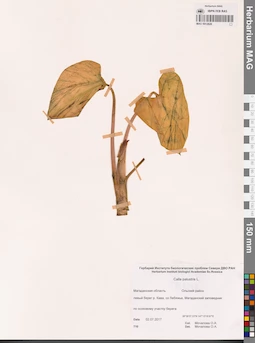 MAG 0012828