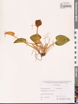 MAG 0012829