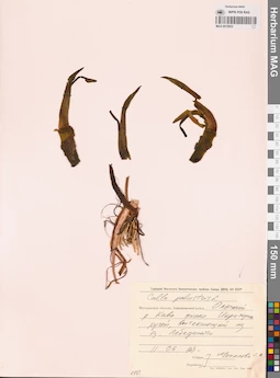 MAG 0012832
