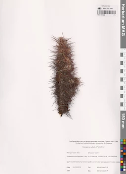MAG 0015020