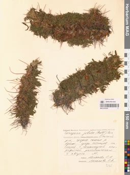 MAG 0015030