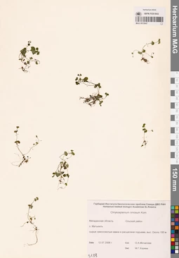MAG 0015047