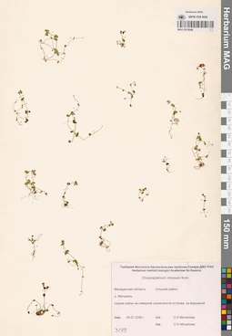 MAG 0015048