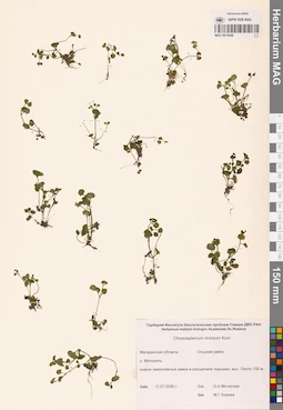 MAG 0015049
