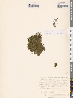 MAG 0003096
