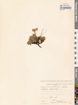 MAG 0015034