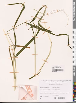 MAG 0010128
