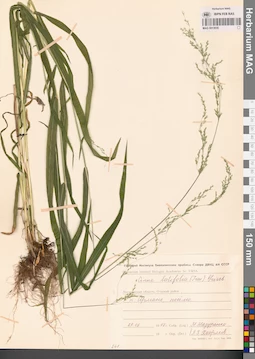 MAG 0013035