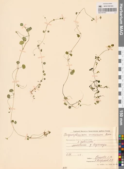 MAG 0015053