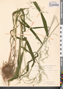 MAG 0013036