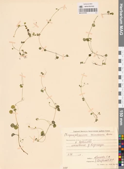 MAG 0015054