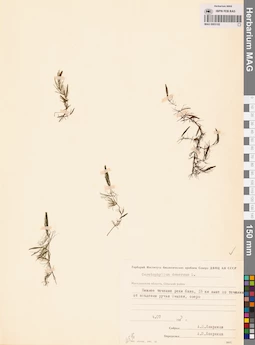 MAG 0003102