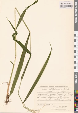 MAG 0013037