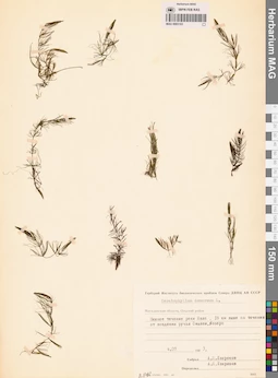 MAG 0003103