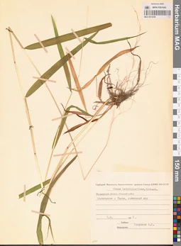 MAG 0013038