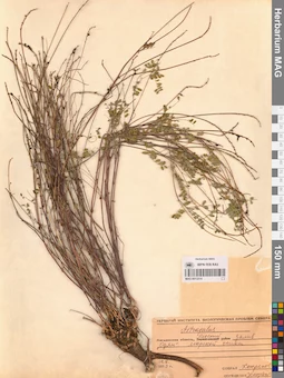 MAG 0013214