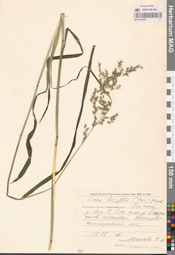 MAG 0013040