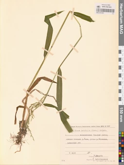 MAG 0013041