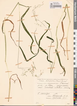 MAG 0013042
