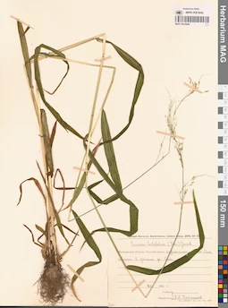 MAG 0013044