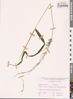 MAG 0013049