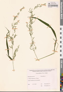 MAG 0013051