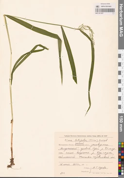 MAG 0013057