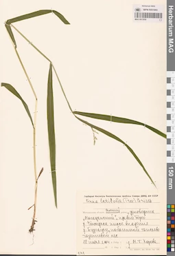 MAG 0013058