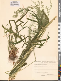 MAG 0013060