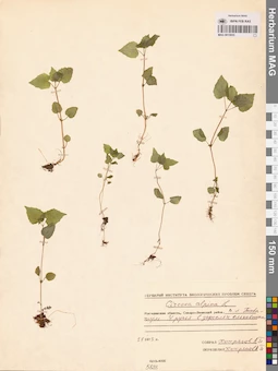 MAG 0015055