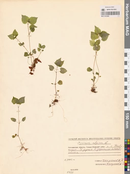 MAG 0015056