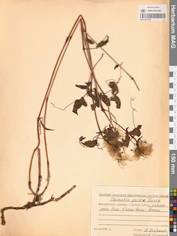 MAG 0013085