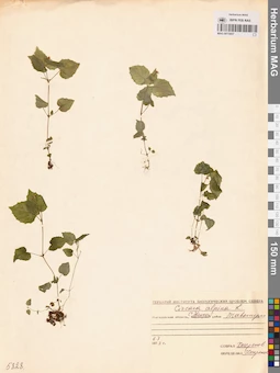 MAG 0015057