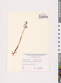 MAG 0001898