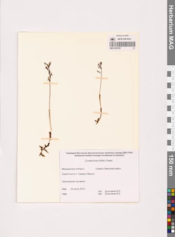 MAG 0001899